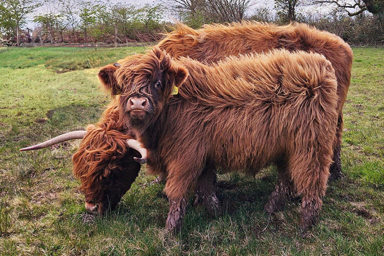 Hazel and Pumbaa, two brown cows side by side in a field
