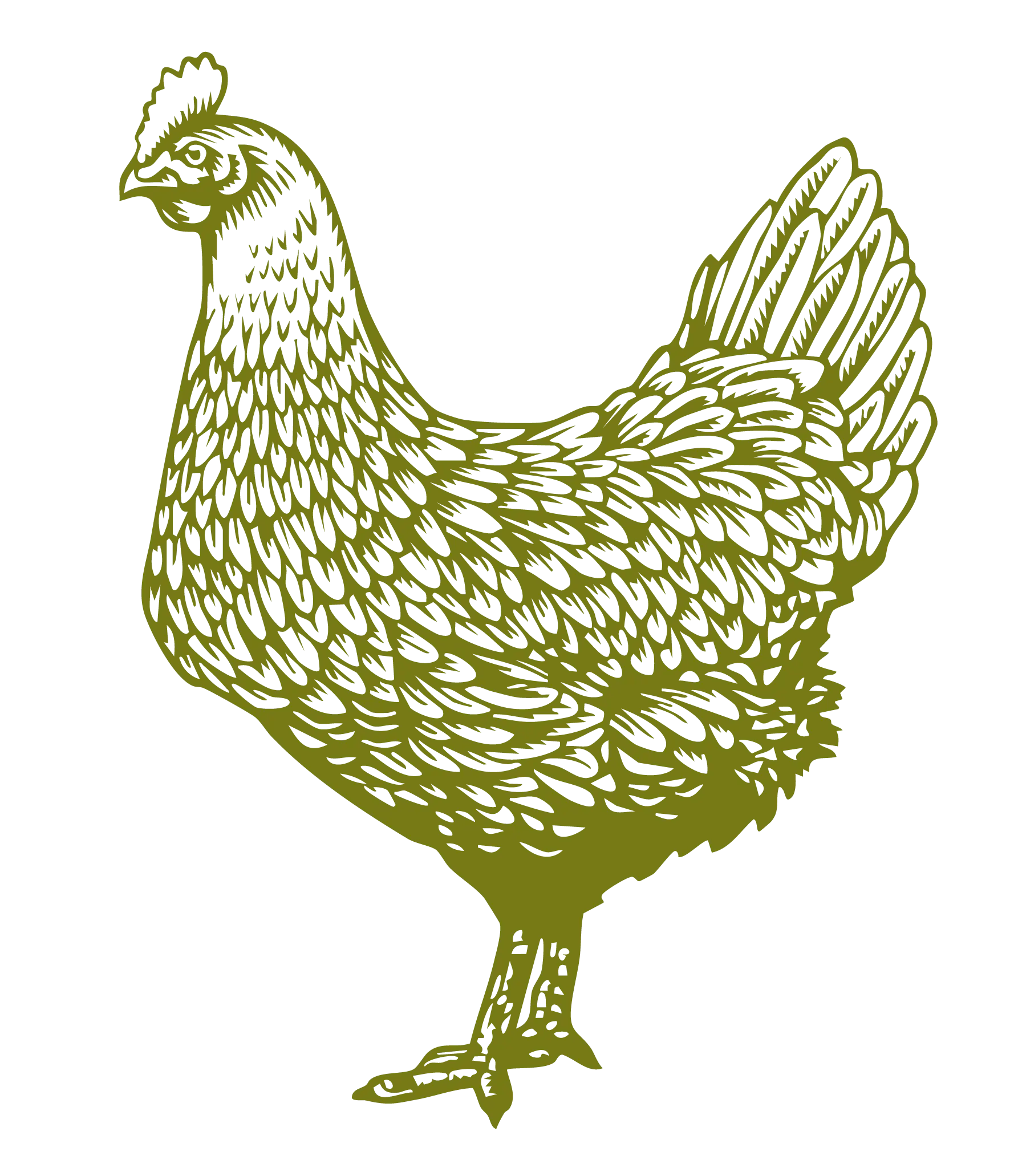 Chicken illustration