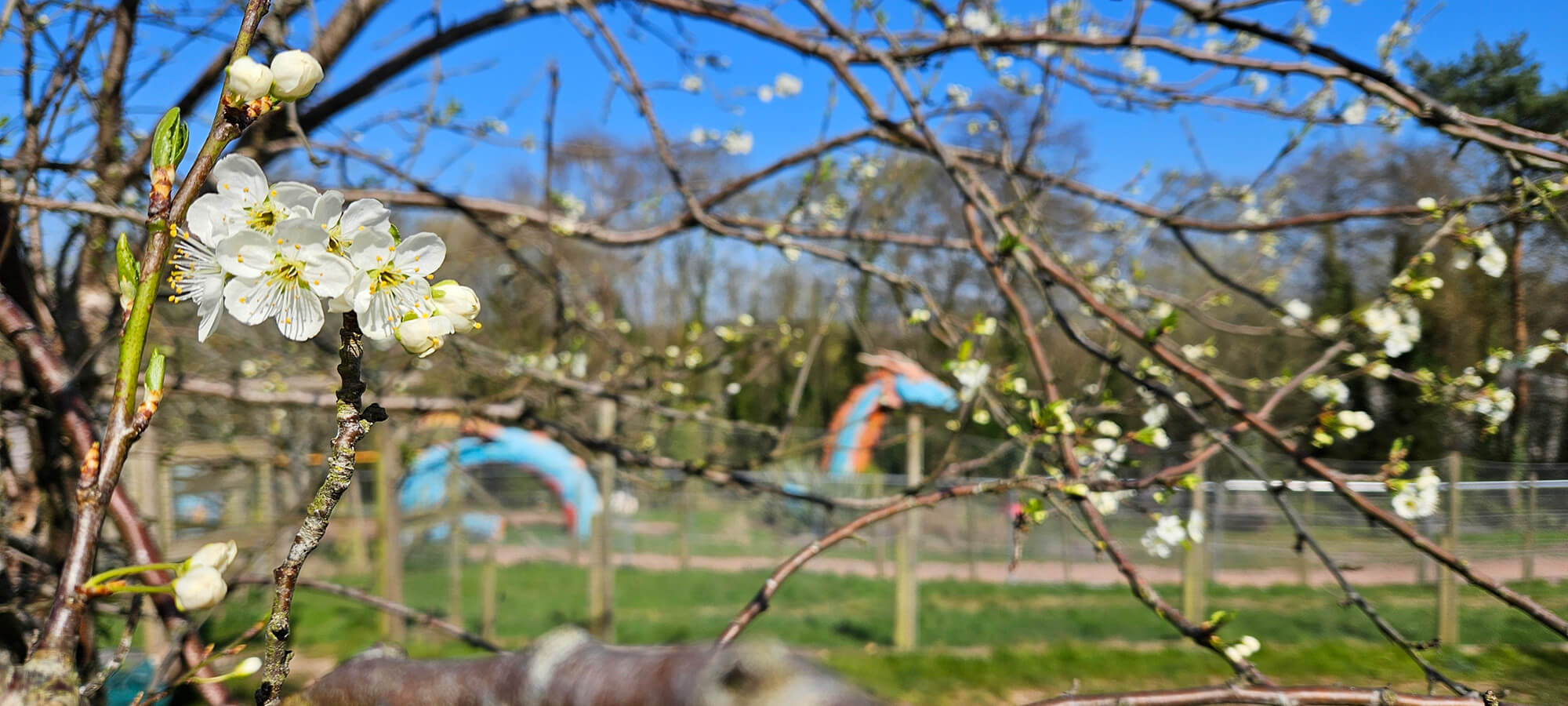 A blooming tree with white flowers stands in front of the Greenmeadow dragon statue