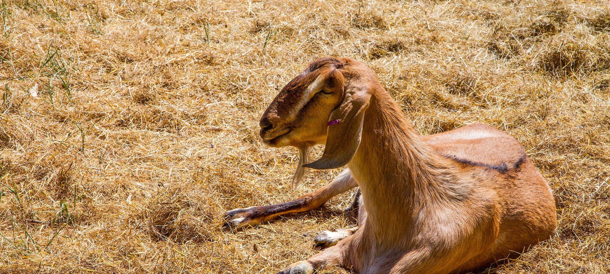 A goat resting in the grass, enjoying the warmth of a sunny day