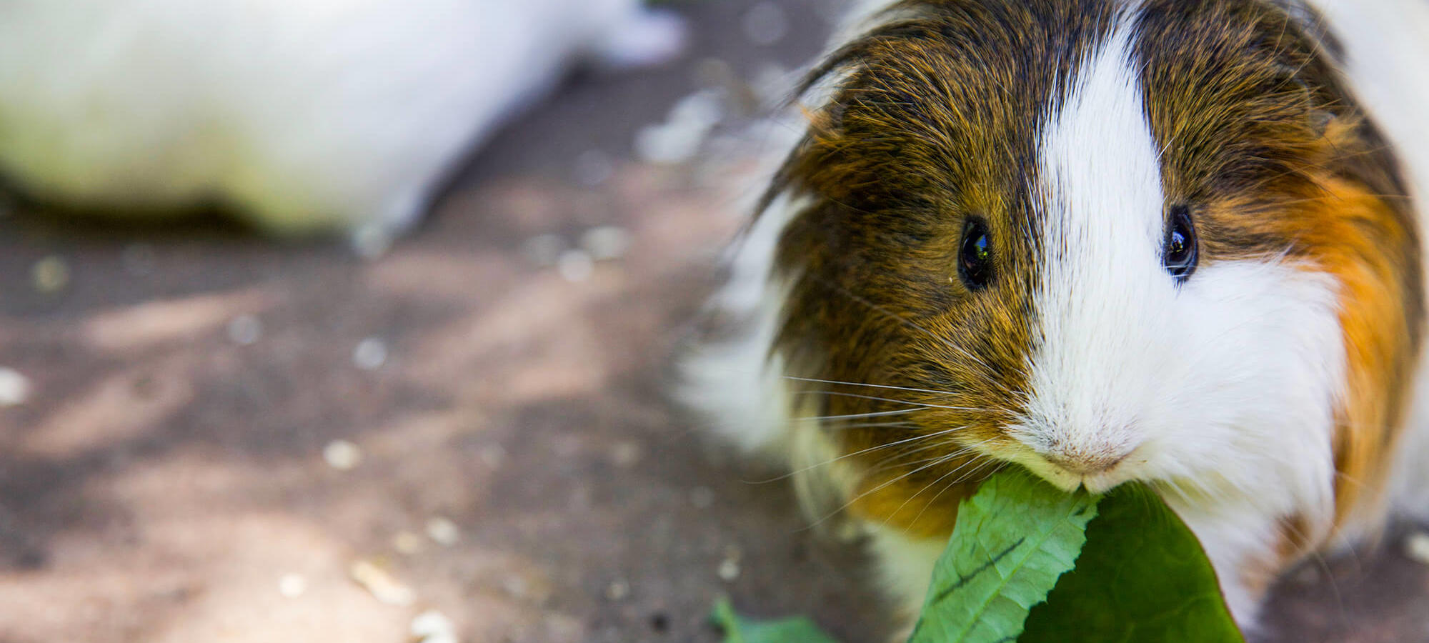 A close-up of a guinea pig happily eating leafy greens