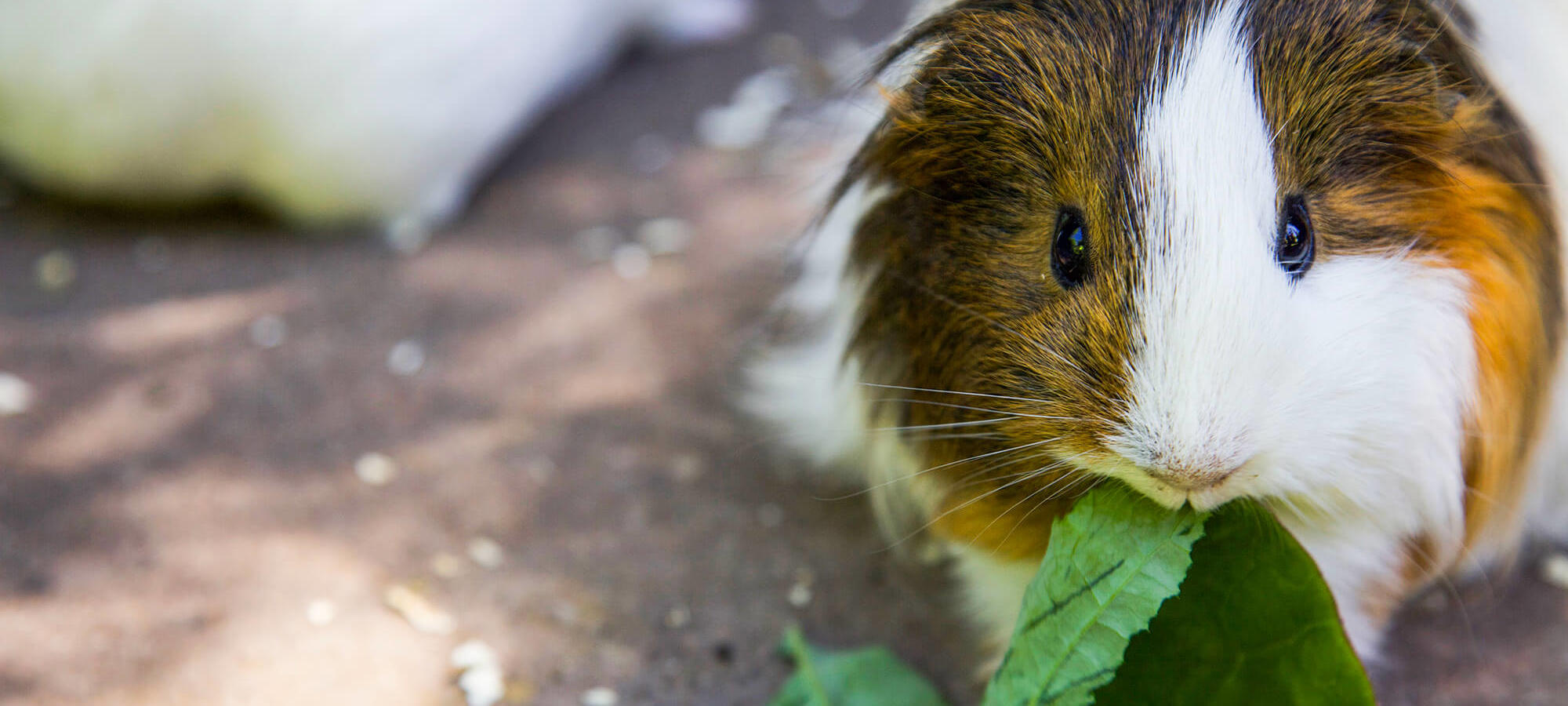 A close-up of a guinea pig happily eating leafy greens