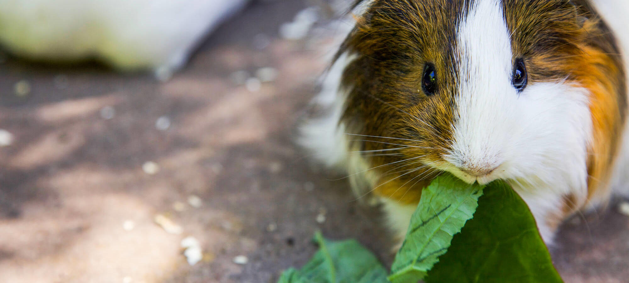 A close-up of a guinea pig happily eating leafy greens