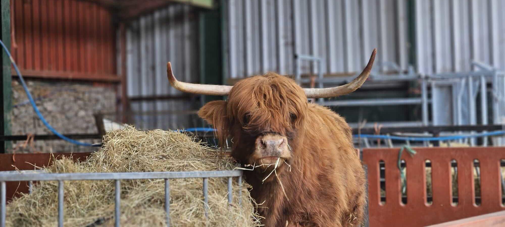 Hazel the Highland Cow