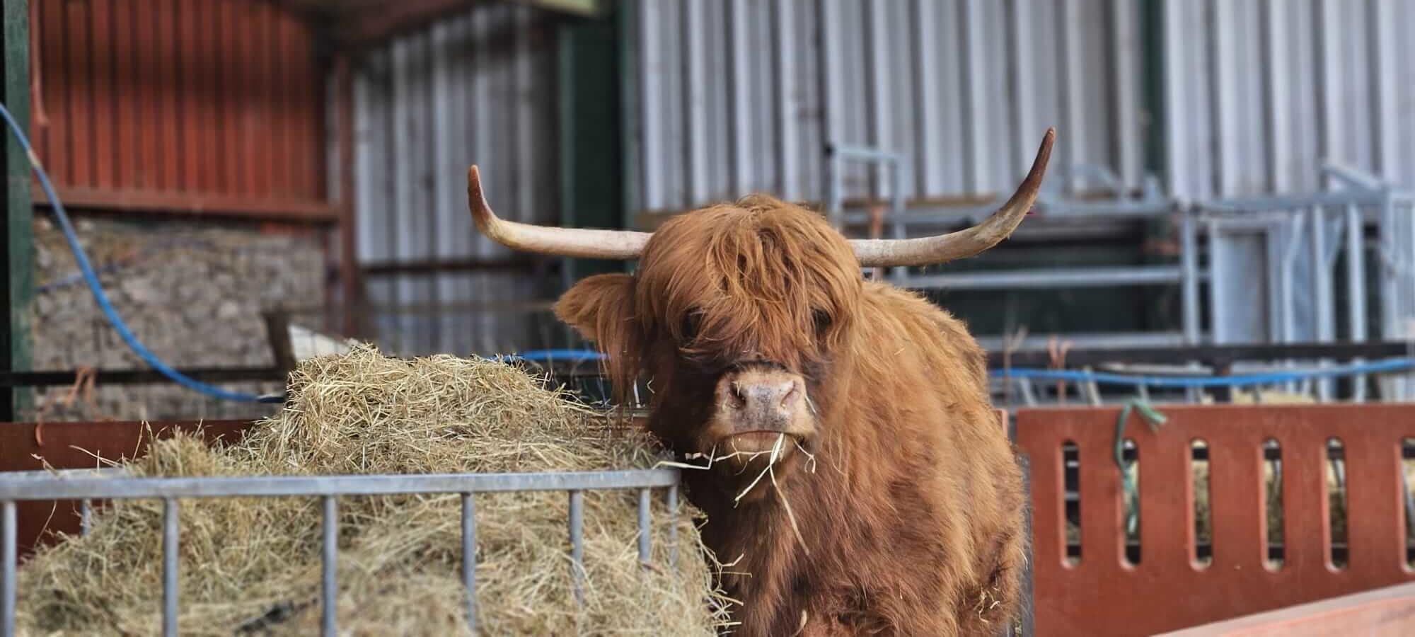 Hazel the Highland Cow