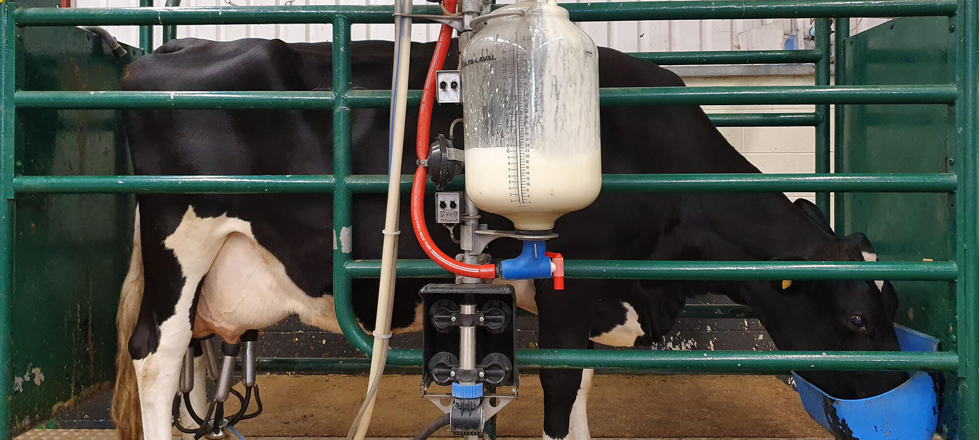 A black and white Friesian cow being milked