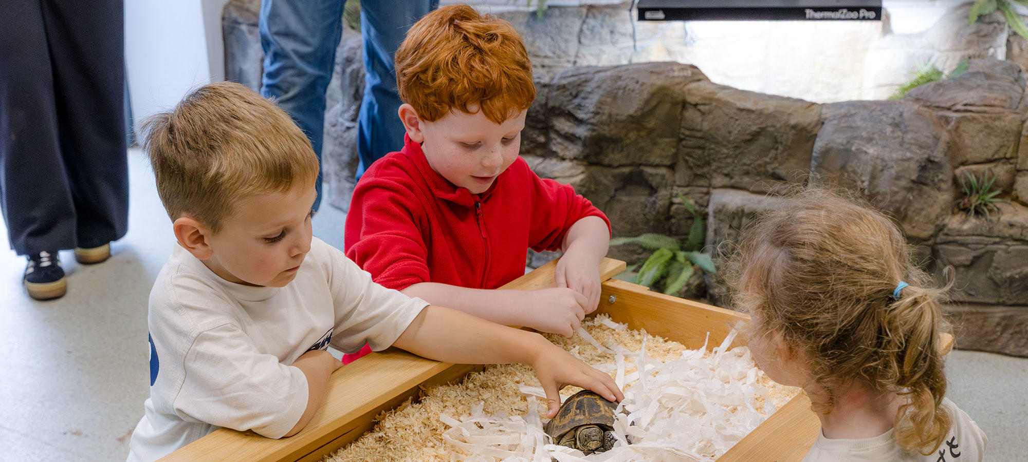 Children interacting with a tortoise in cuddle corner