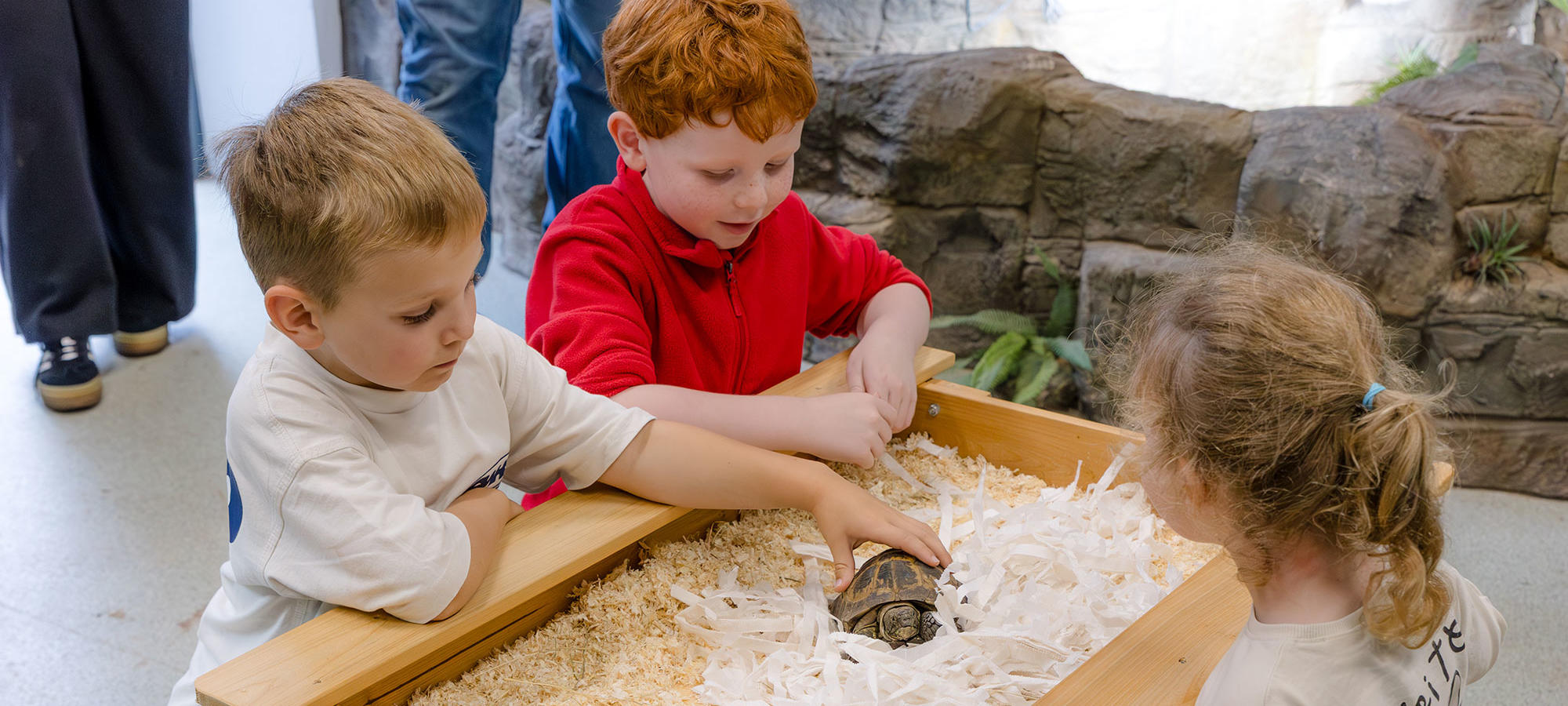 Children interacting with a tortoise in cuddle corner