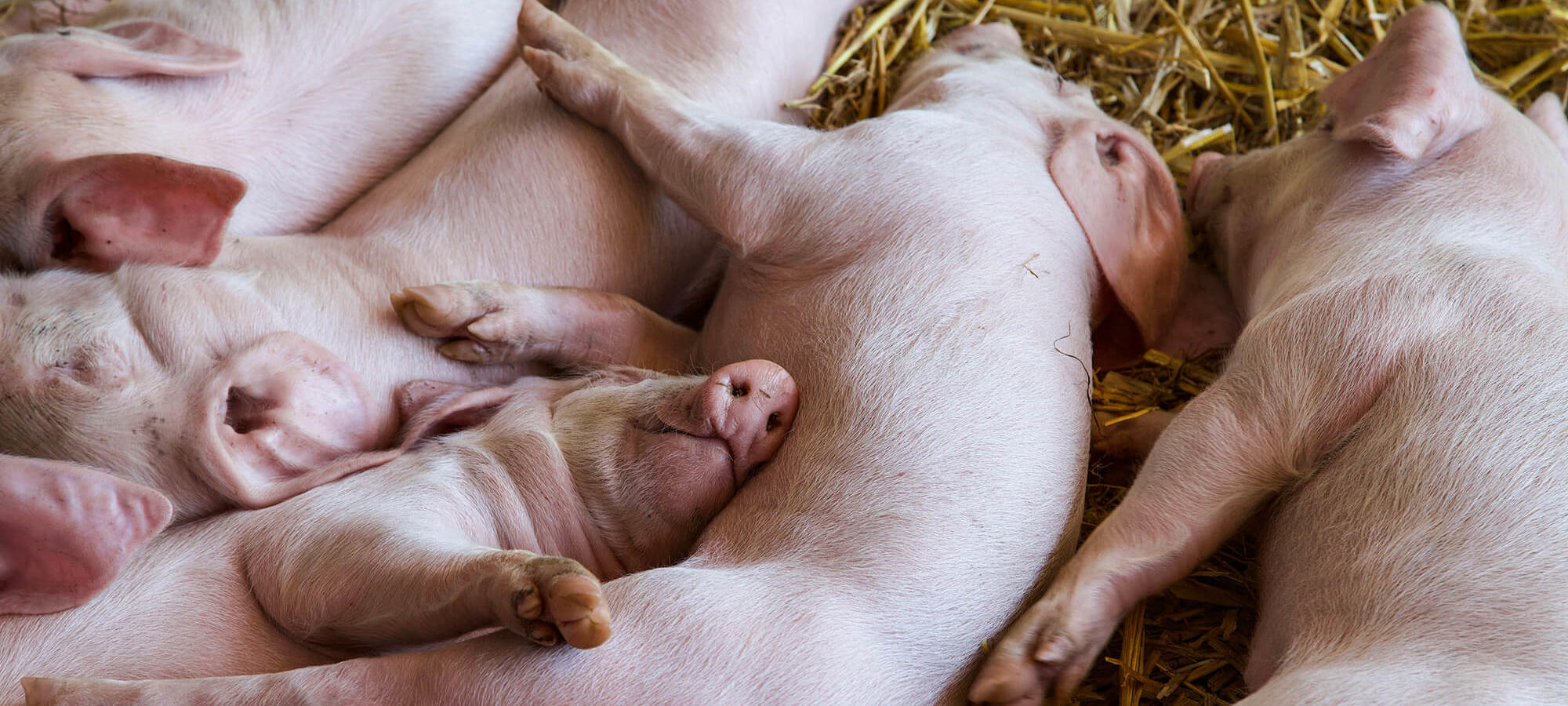 A group of piglets sleeping in the hay