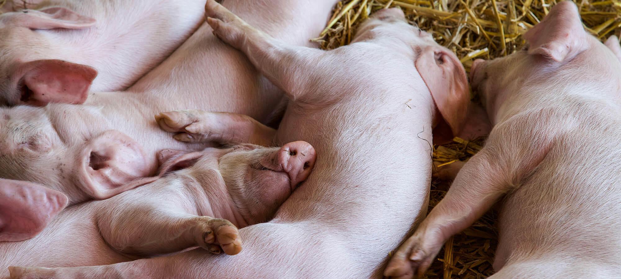 A group of piglets sleeping in the hay