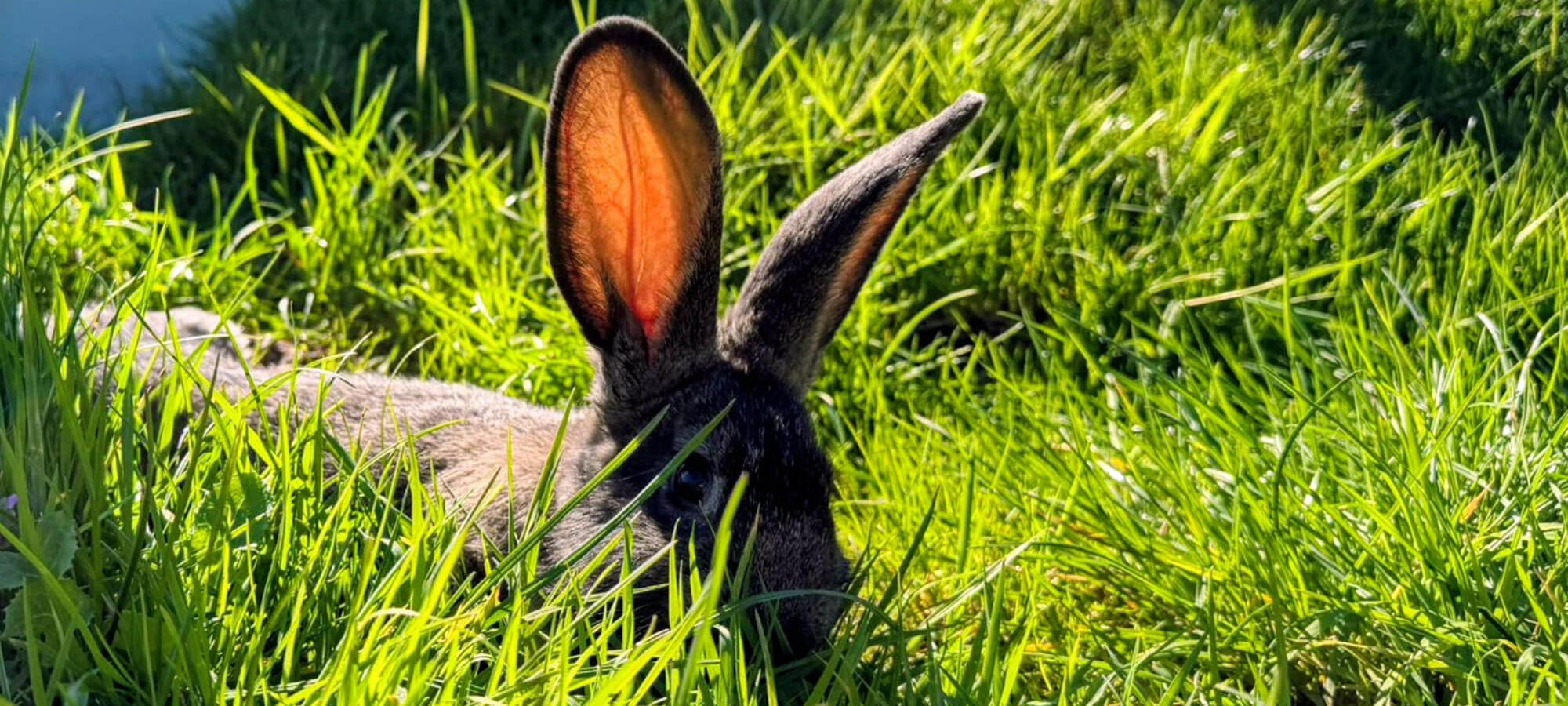 A giant rabbit enjoying the sunshine in the outdoor rabbit walkthrough enclosure