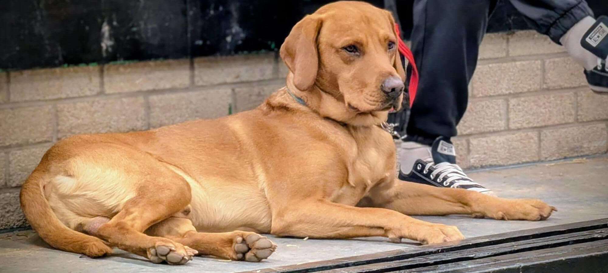 Red Labrador resting on a step