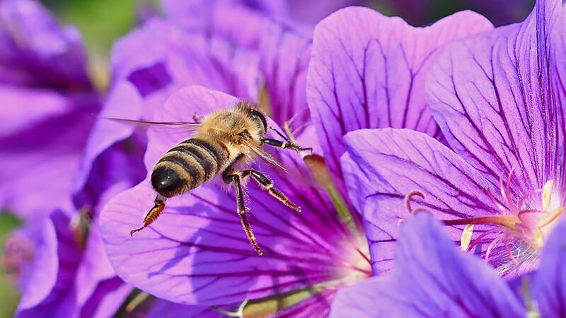 A bee on a vibrant purple flower