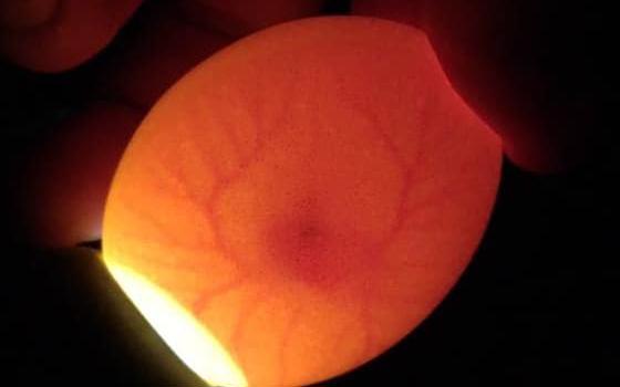Inside a 6 day old incubated egg at a candling and handling workshop