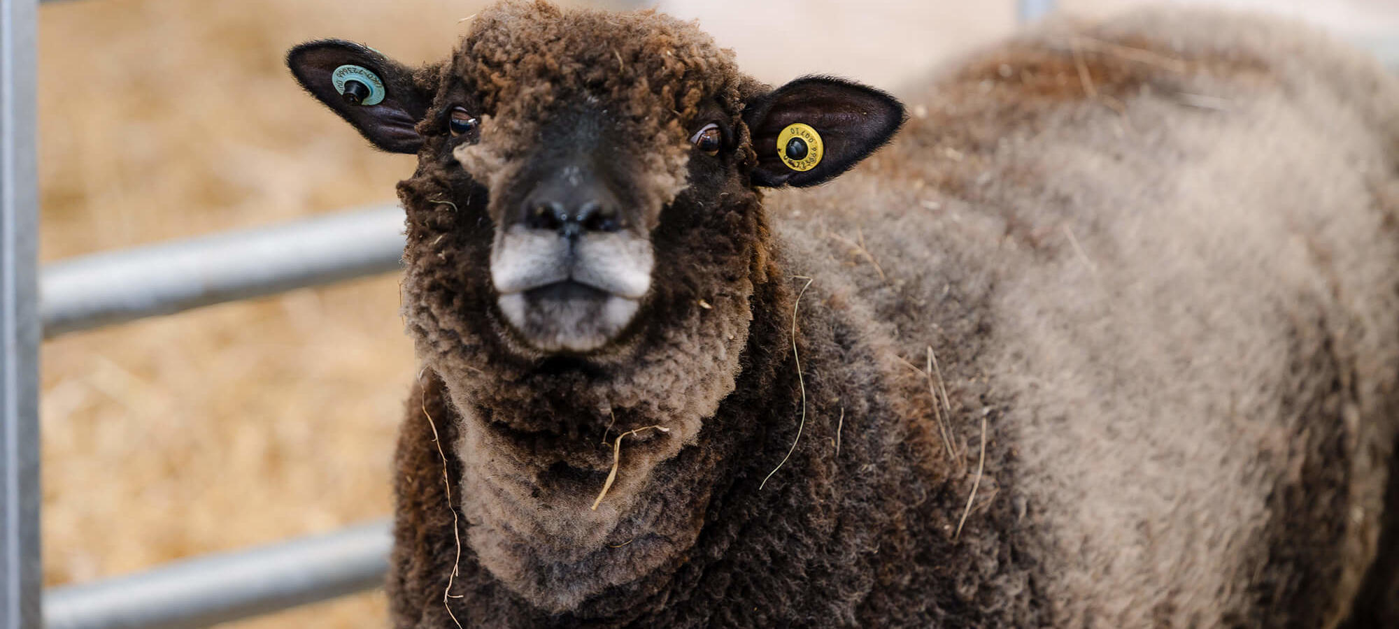 Coloured Ryeland sheep in the Animal Barn