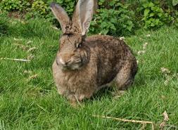 Giant rabbit on grass