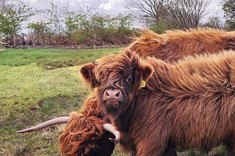 Hazel and Pumbaa, two brown cows side by side in a field