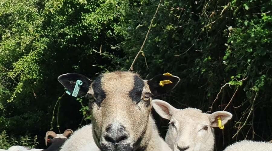 A group of sheep grazing peacefully in a green field under a clear blue sky