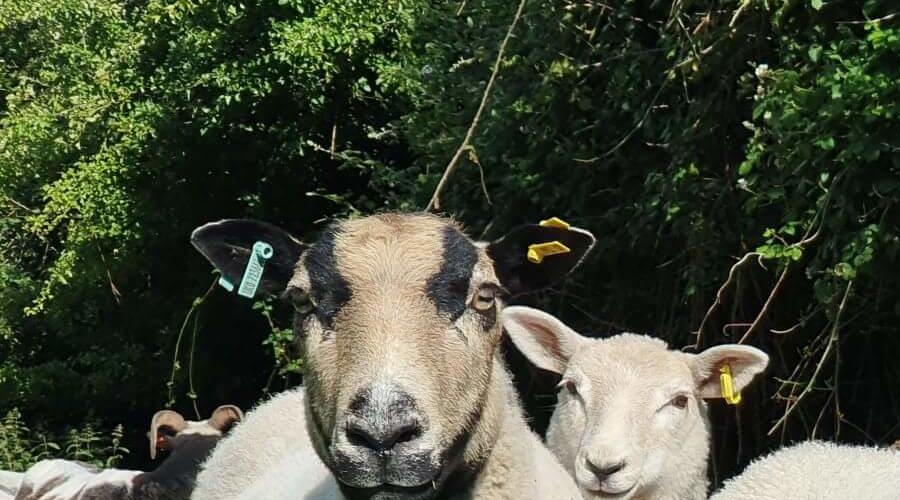 A group of sheep grazing peacefully in a green field under a clear blue sky