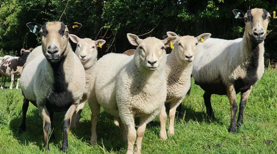 A group of sheep grazing peacefully in a green field under a clear blue sky