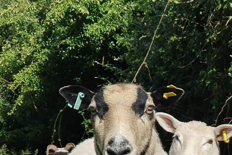 Sheep in a field looking directly at the camera