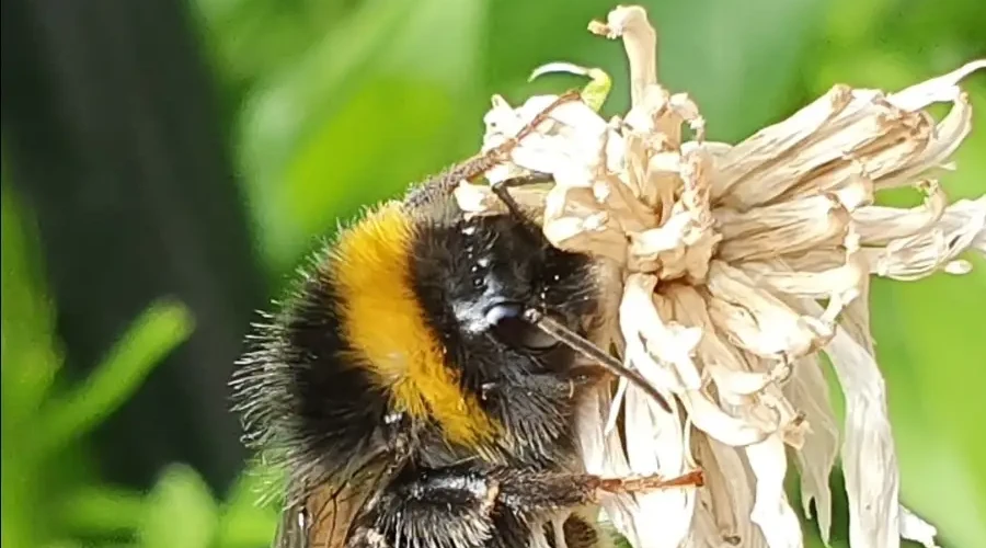 A bee collecting nectar from a flower, with leafy foliage in the background
