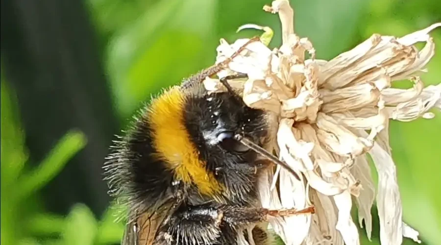 A bee collecting nectar from a flower, with leafy foliage in the background