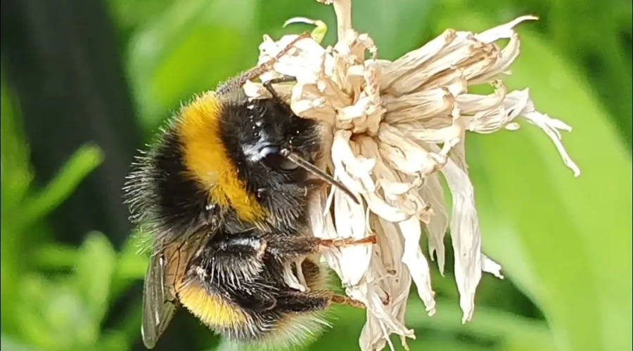 A bee collecting nectar from a flower, with leafy foliage in the background