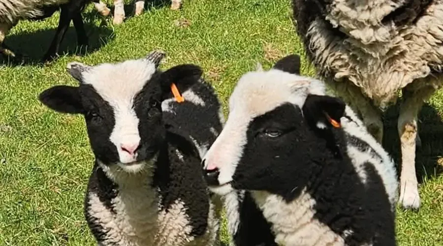 Jacob lambs born at the farm