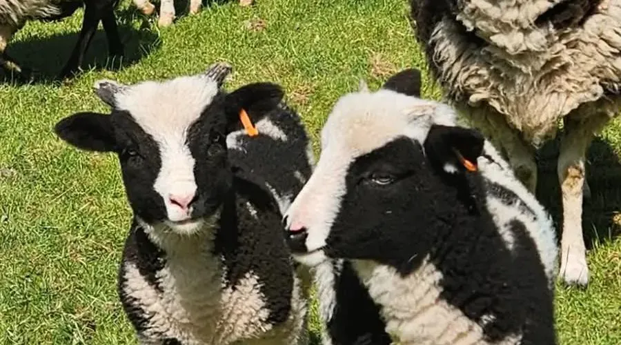 Jacob lambs born at the farm