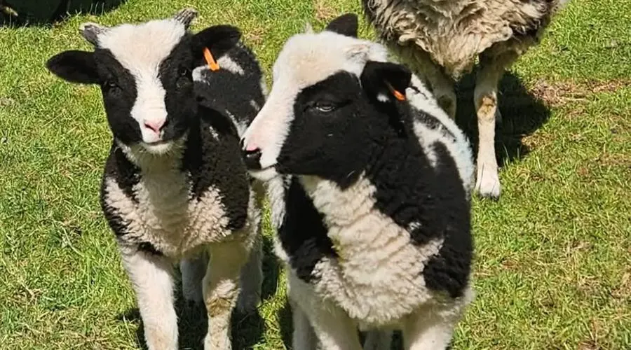 Jacob lambs born at the farm