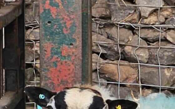 Badger Face ewe and  lamb