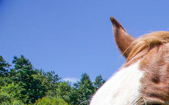 Cob horse