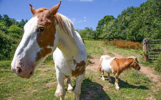 Cob horse