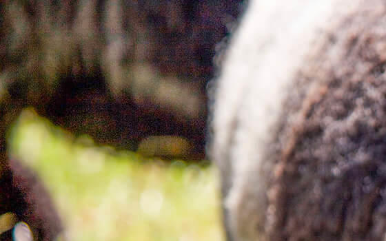 Coloured Ryeland sheep