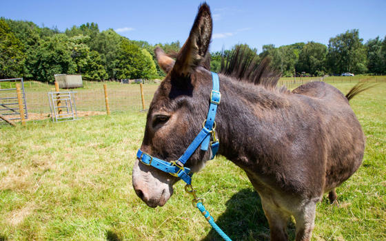 Donkey