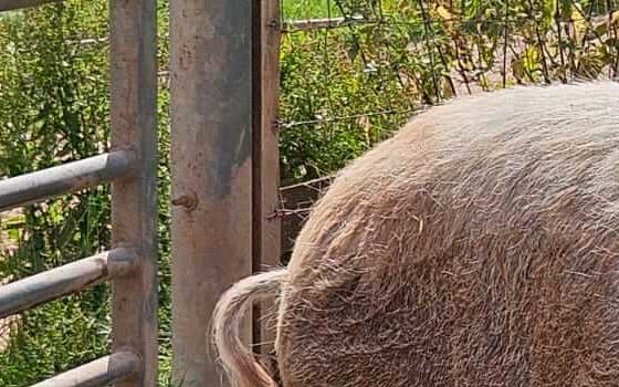 Kune Kune pig
