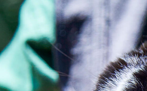 Black and white lop-eared rabbit being held by a member of the farm team