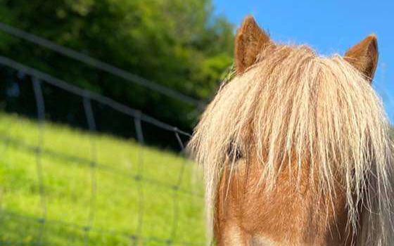 Shetland pony