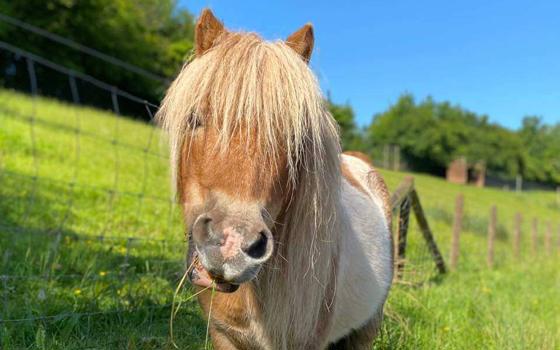 Shetland pony