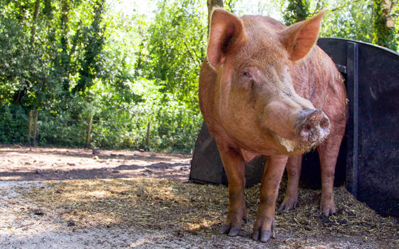 Tamworth pigs