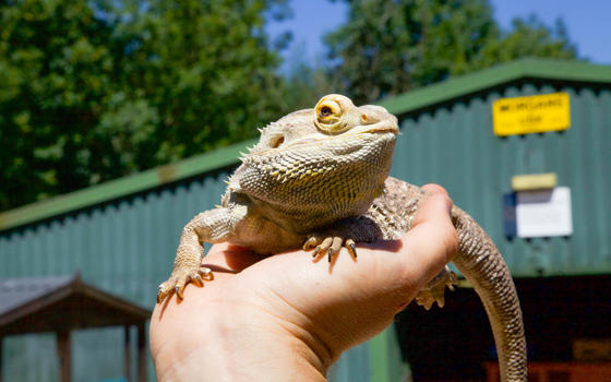 A close-up of a person holding a lizard