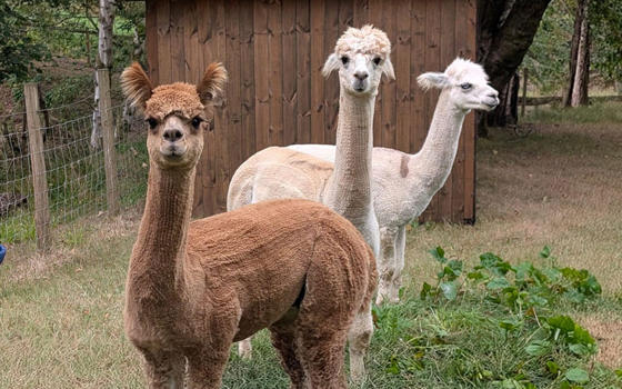 Three alpacas looking directly at the camera