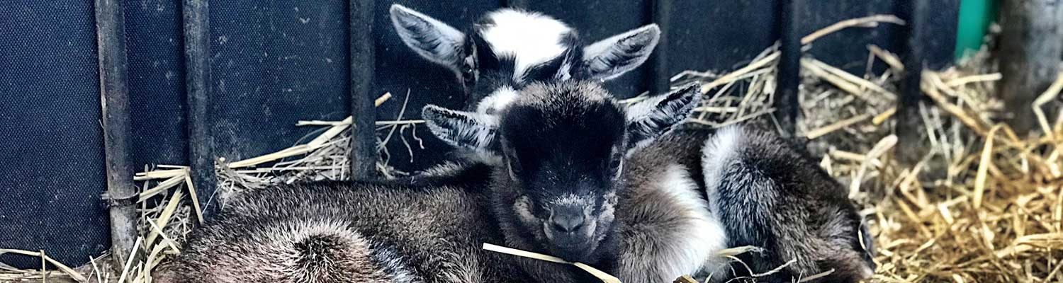 Baby pygmy goats
