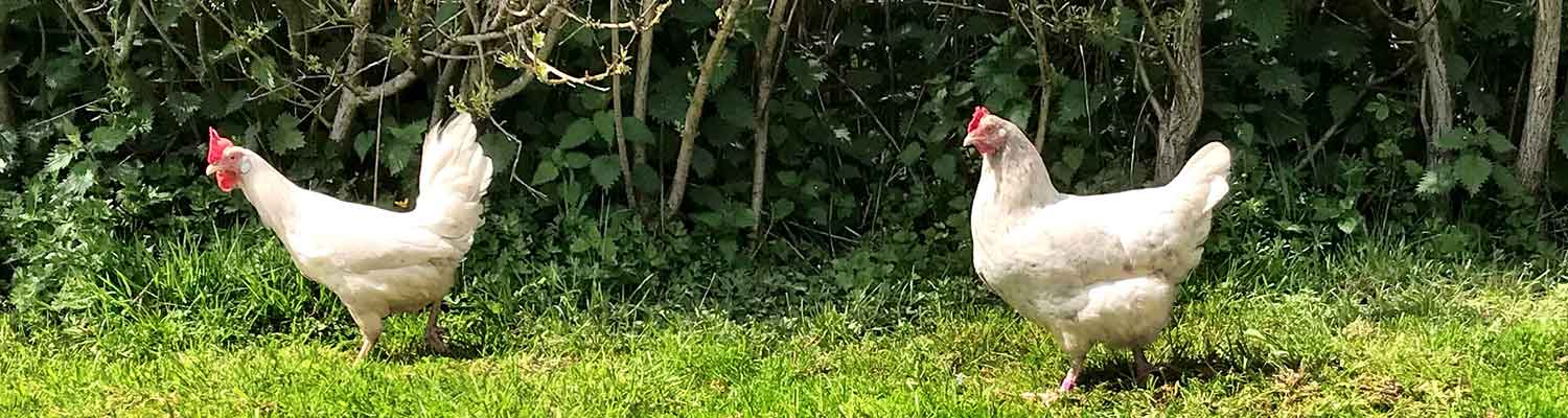 Two white chickens