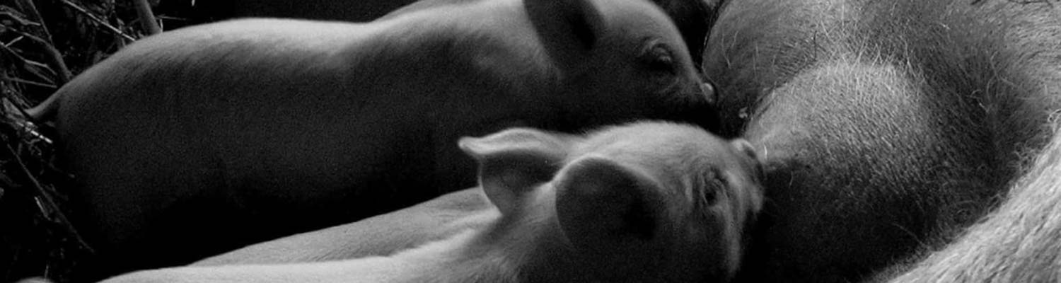 Piglets suckling from sow (in black and white)