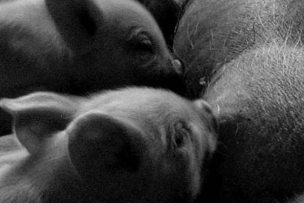 Piglets suckling from sow (in black and white)
