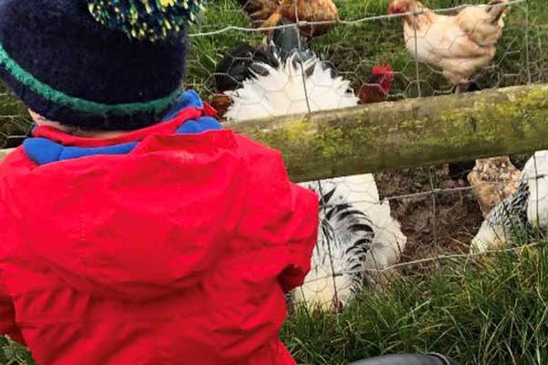 Toddler visiting the chickens