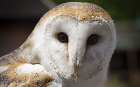 Barn owl