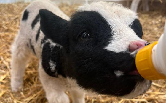 A lamb being bottle fed